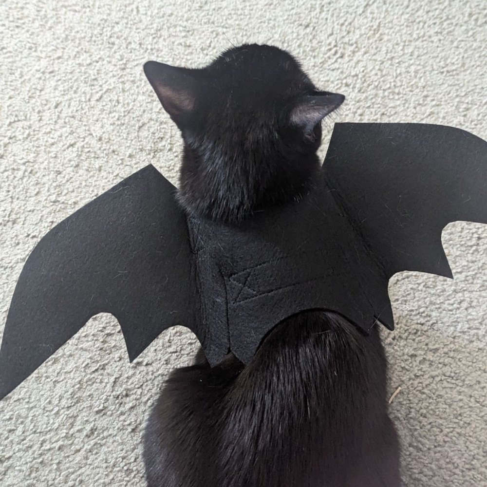 Black Bat Wings Cat Or Small Dog Costume